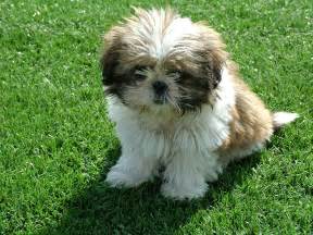 Small Dog Breeds With Long Hair That Dont Shed Best Large Breed