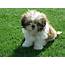 15 Things You Didn’t Know About Shih Tzus QUIZ