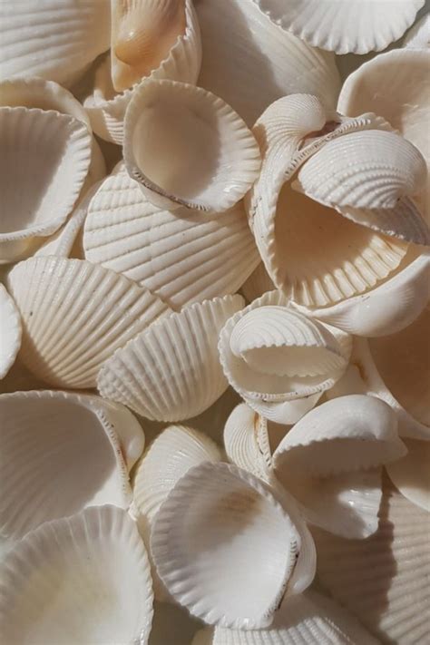 Pin By Sunny Cessna On Zoes Cream Aesthetic Sea Shells White Aesthetic