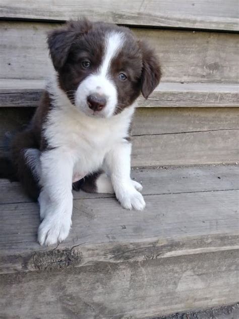 Border collies need lots of attention and praise. Border Collie puppy dog for sale in Sheboygan, Wisconsin