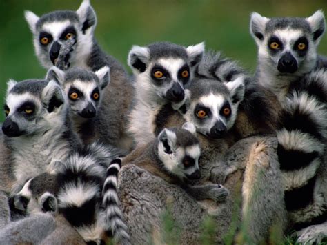 Lemurs live in madagascar — and no other place on earth. Travel through Africa: Lemurs Are At Risk Of Exctintion In ...