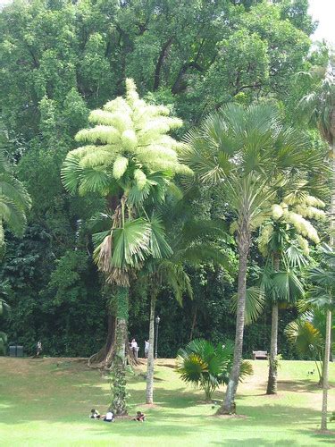 Flowering Palm Tree Corypha Umbraculifera This Palm Tree Flickr