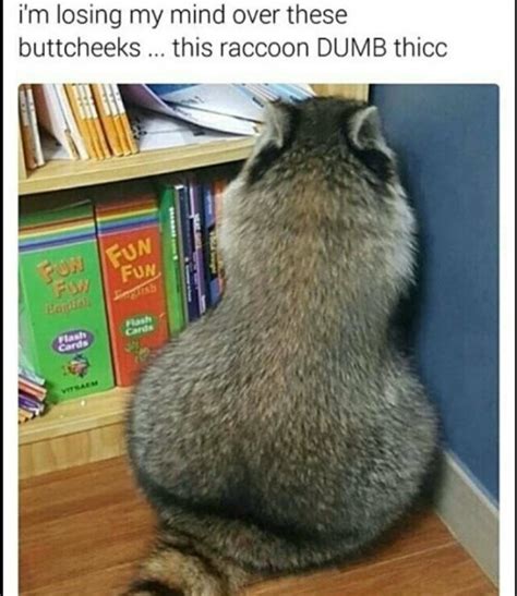 Dumb Thicc Thicc Know Your Meme