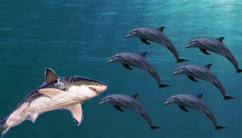 Common Bottlenose Dolphin Pod Of 67 V Great White Shark Carnivora