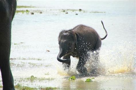 Baby Elephant Playing In The Water Picture Of Udawalawe National Park