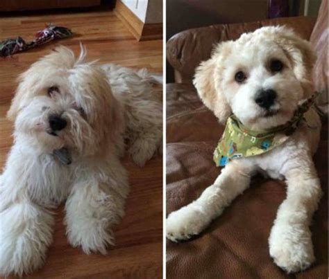 Dogs Before And After Haircuts Are The Cutest Things Youll See All Day