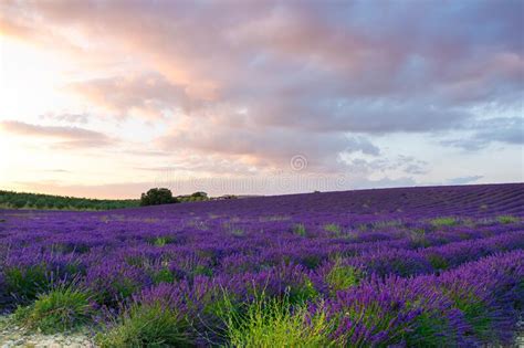 Beautiful Blooming Purple Lavender Fields Near Valensole In Provence