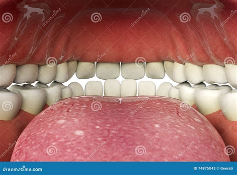 Close Up Of Human Mouth Inner Oral Health Concept Stock Illustration