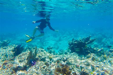 Snorkeling In Naples Fl Best Locations Fish To See And Safety Tips