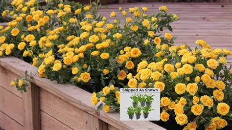 Cottage Farms Choice Of 6 Piece Groundcover Roses On Qvc Youtube