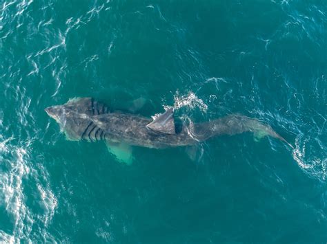 Sharks As Big As A Bus Seen Off Southern California Coast After 30 Year