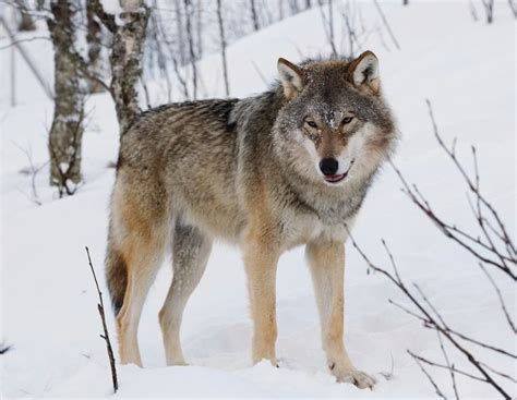 50 Amazing Grey Wolf Facts