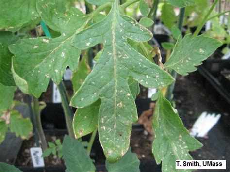 Thrips Injury Tomato Foliage Center For Agriculture Food And The