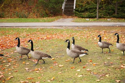 Geese On Grass With Autumn Maple Leaves Stock Photo Image Of Walking