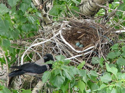 Indian Bird Nests—part Two Arunachala Birds