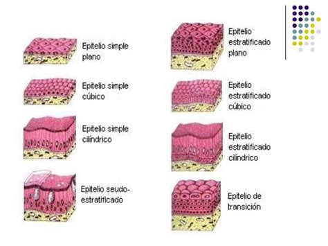 Histo Embriologia Tejido Epitelial