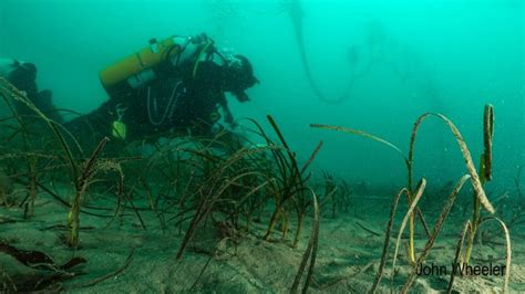 Seagrass Restoration Ocean Conservation Trust