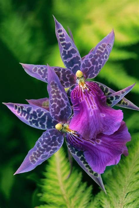 Beautiful Flowers On Twitter Purple Orchids Unusual Flowers