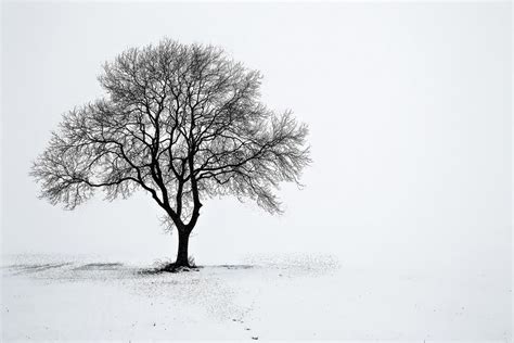 Lone Winter Tree View On White Philip Eaglesfield Flickr