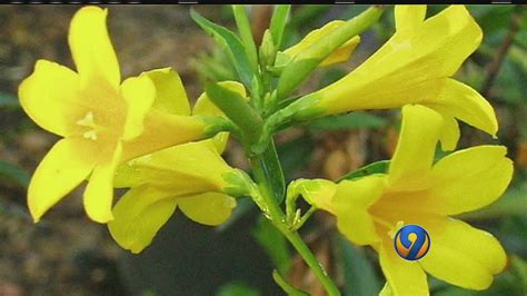 CMPD warns about poisonous yellow jessamine – WSOC TV