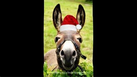Donkeys Funny Christmas Song Video Dailymotion