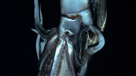 The Kraken Is Real Scientist Films First Footage Of A Giant Squid