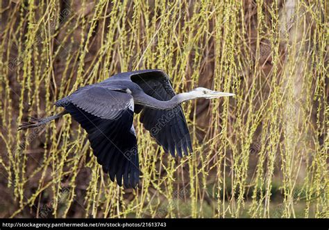 Grey Herons In Flight In Front Of Weeping Willow Royalty Free Image
