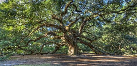 The Majestic And Mystical Angel Oak Tree Celebrating 1500 Years Of