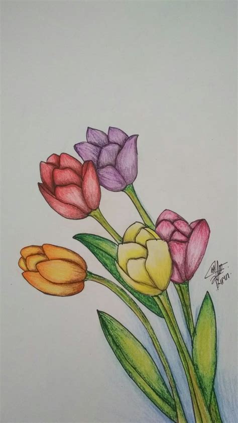 Paling Populer 14 Lukisan Bunga Tulip Dari Pensil Gambar Bunga Indah