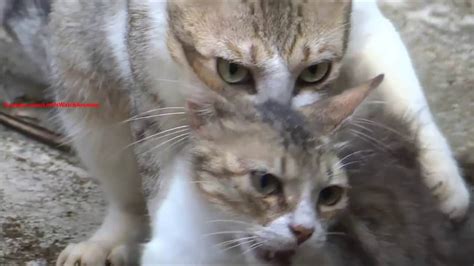Cats Mating Close Up Video Youtube