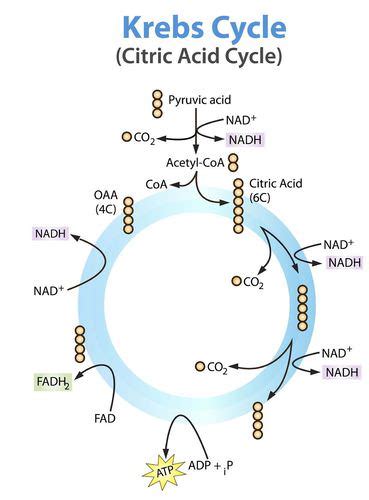 Krebs Cycle Cell Biology