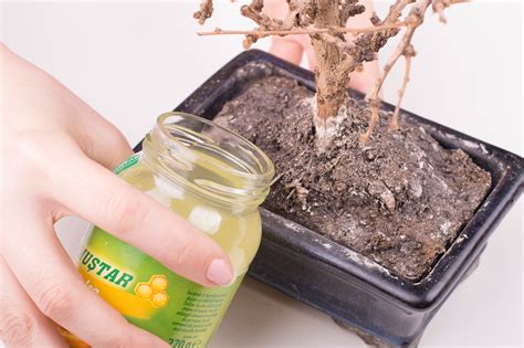 Opuntia used for eating can get hefty doses to ensure pad production. How to Make a Rooting Tonic: 7 Steps (with Pictures) - wikiHow
