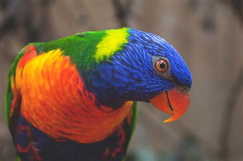 Hd Wallpaper Red And Multicolored Bird Rainbow Lorikeet Parrot