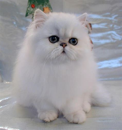 White Persian Aka Fancy Feast Cat Cute Kittens Fluffy Kittens