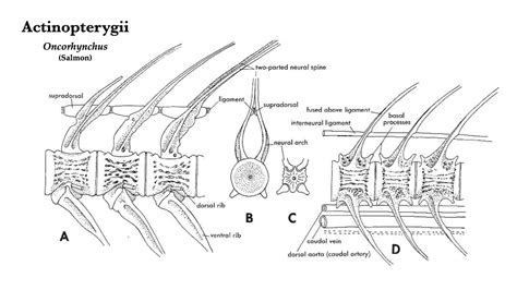 Vertebral Column And Turtle Shells Morphology Of The Vertebrate Skeleton