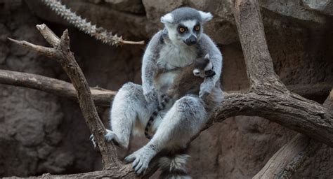 Three Crazy Cute Baby Lemurs Now On View At Bronx Zoo Gothamist