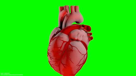 Heartbeat Beat Beat Beating 3d Animation 1080p S01r04 Youtube