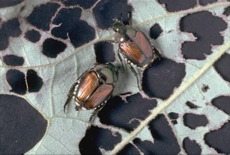Emerging Pest Japanese Beetles Missouri Produce Growers Bulletin