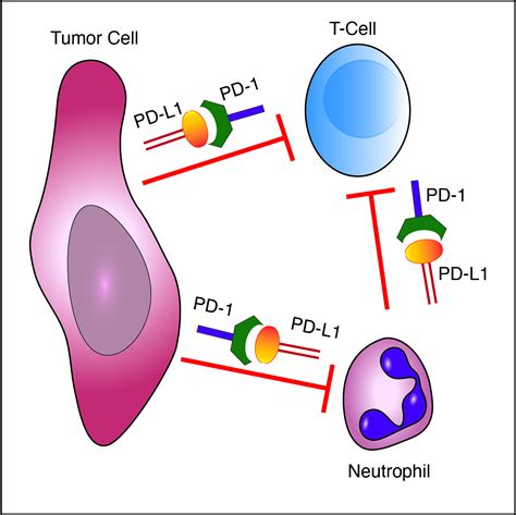 Cells Free Full Text The PD L1 PD 1 Axis Blocks Neutrophil