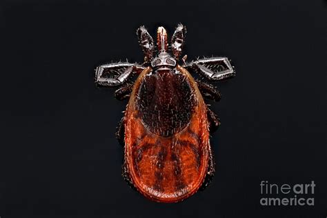 Blacklegged Tick Photograph By Macroscopic Solutions Fine Art America