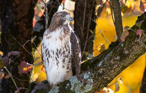 Photo Wallpaper Nature Bird Red Tailed Hawk Red Tailed Hawk 4k