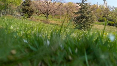 997 Ground Level View Grass Stock Photos Free And Royalty Free Stock