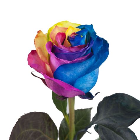 Tinted Rainbow Roses Yellow Red Blue Green 50 Stems Of 50 Cm Farm