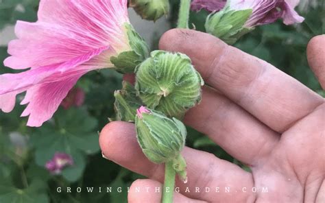 How To Grow Hollyhocks Growing In The Garden