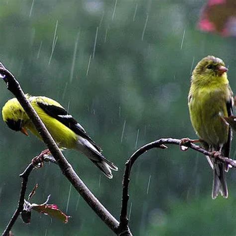 Birds Flying In The Rain Ornithology