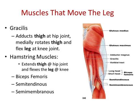 Image Result For Flex Hip Hamstring Muscles Gluteus Medius Knee Joint