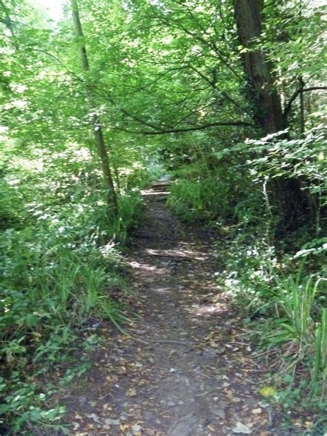 Leigh Woods 17 © Michael Dibb Geograph Britain And Ireland