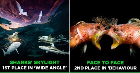 Underwater Photographer Of The Year 2021 Winners