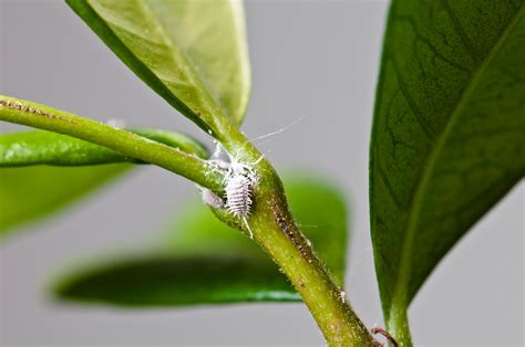 Steps to remove the mildew: Organically Controlling Mealybugs In Your Garden