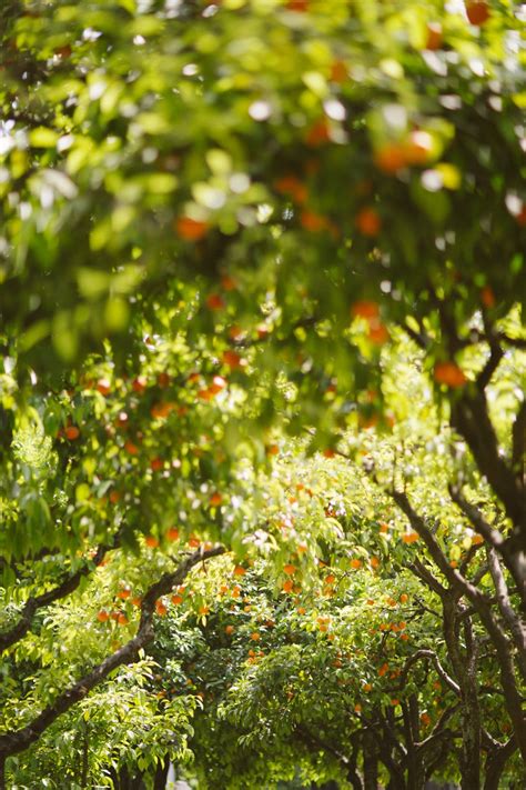 Maybe you would like to learn more about one of these? The Londoner » Seville Orange Blossom
